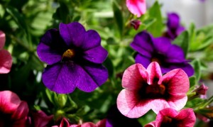 Hanging Basket