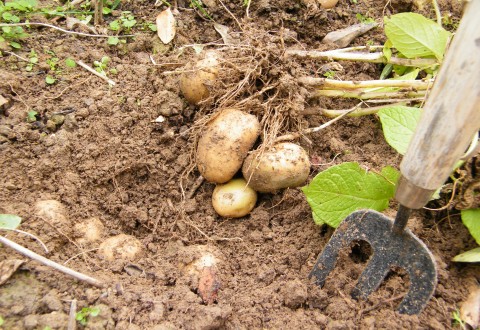 potatoes
